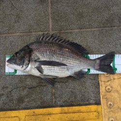 久し振りの良型