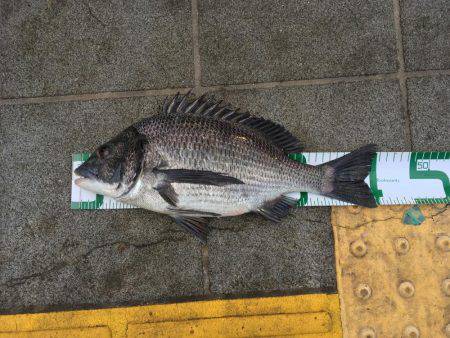 久し振りの良型