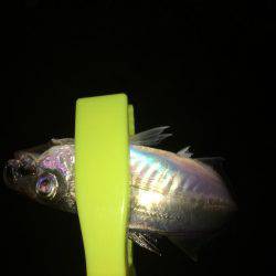 今日はかなりの劇渋