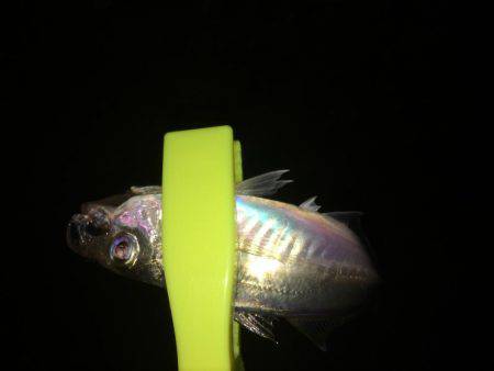 今日はかなりの劇渋