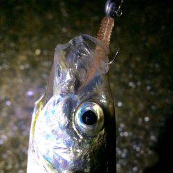 初心者アジング