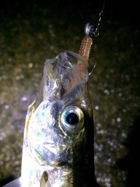 初心者アジング