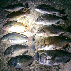 チヌが多い…