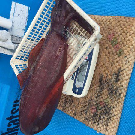 和歌山県串本レッドモンスター