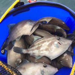 内浦湾でマイボートでハゲ釣り