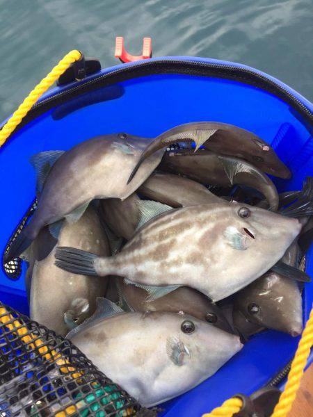 内浦湾でマイボートでハゲ釣り