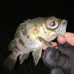 釣り納め？釣行