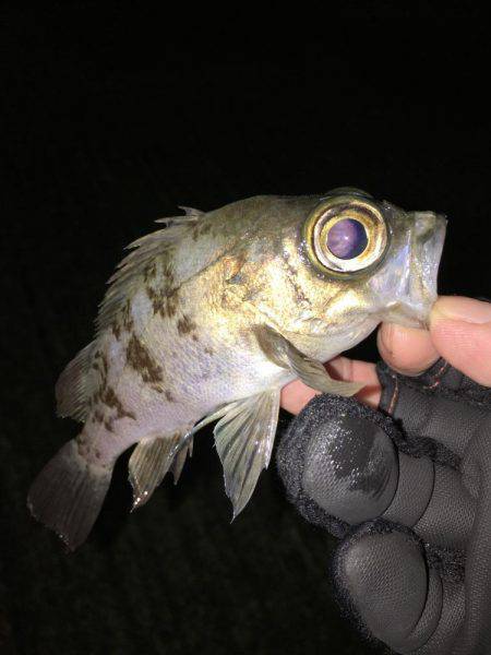 釣り納め？釣行