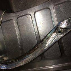 サイズだけはいいペラタチ笑