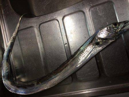 サイズだけはいいペラタチ笑