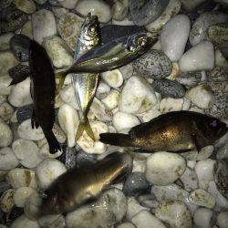 今シーズンはメバル上々？