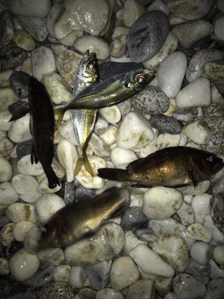 今シーズンはメバル上々？