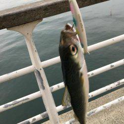 サワラいつか必ず