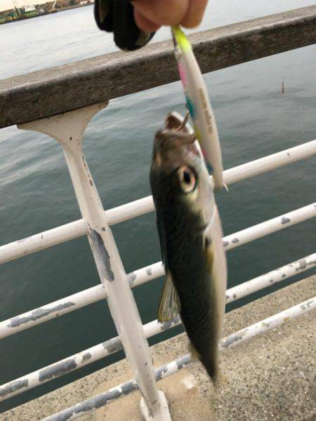 サワラいつか必ず