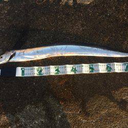 タチウオまだ居ました！