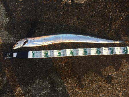 タチウオまだ居ました！