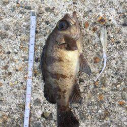 釣り納めません