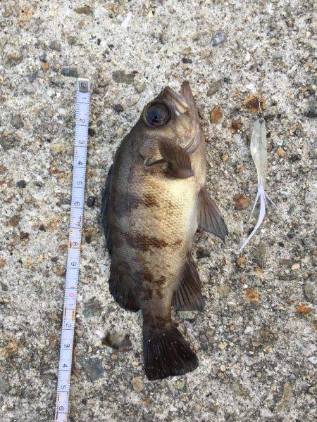 釣り納めません