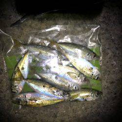 楽しくアジング