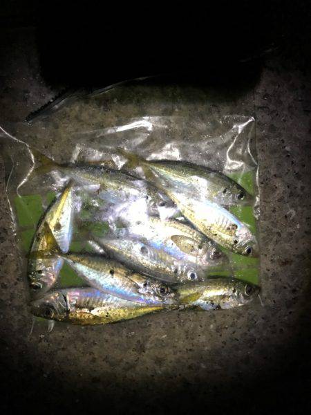 楽しくアジング