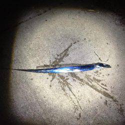 アオリイカの仕掛けなのに