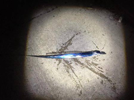 アオリイカの仕掛けなのに