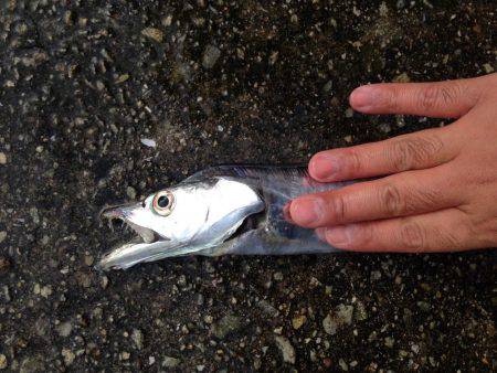 まだまだ太刀魚はいます！