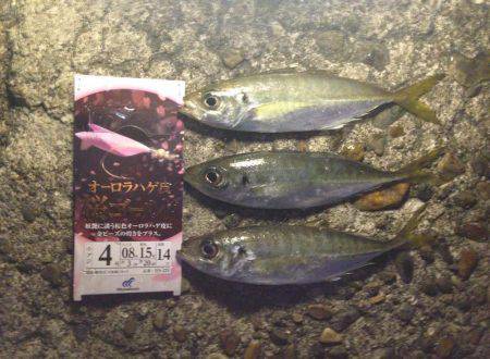 アジ、アジ、アジ！