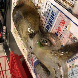 アオリイカ釣り