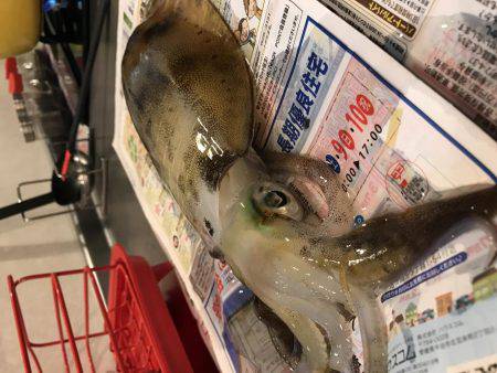 アオリイカ釣り