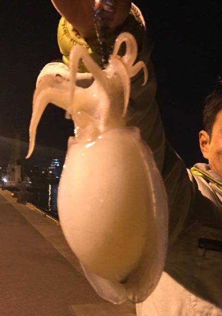 シリアケイカ〜