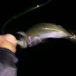 メバルのはずがアジ