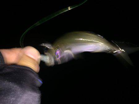 メバルのはずがアジ