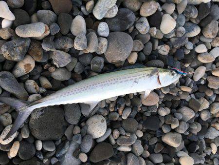 新宮市でサゴシ爆釣！