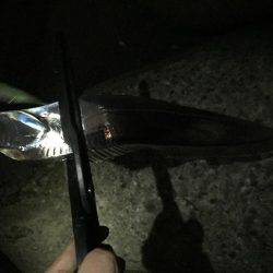 今宵も太刀魚調査(^^)