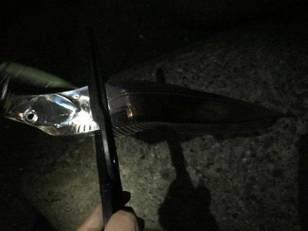 今宵も太刀魚調査(^^)
