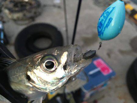 オールナイトアジング