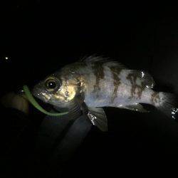 昨日は釣れてたパターン