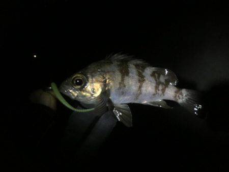 昨日は釣れてたパターン