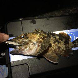 連日のガシリング(^.^)