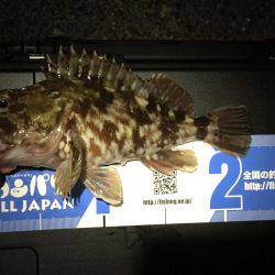 今宵もガッシー調査