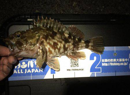 今宵もガッシー調査