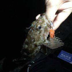 連日連夜のロックフィッシュ^^;