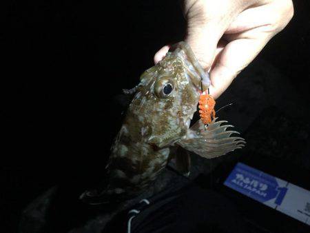 連日連夜のロックフィッシュ^^;