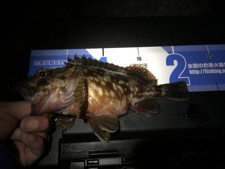 今年最後の釣り納め