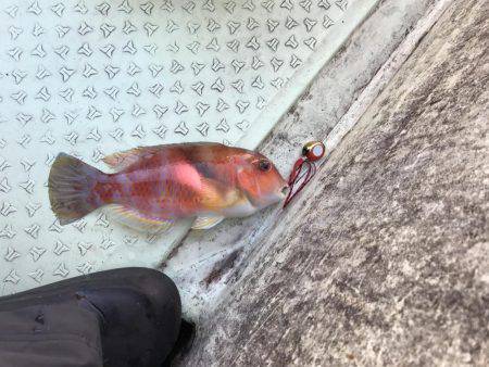 印南の伝馬船にて