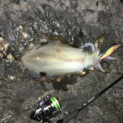 クリスマスエギング