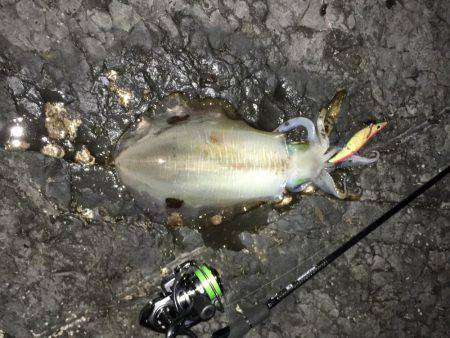 クリスマスエギング