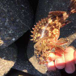 ロックフィッシュ