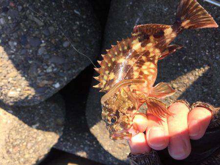 ロックフィッシュ